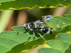 Dasymutilla militaris
