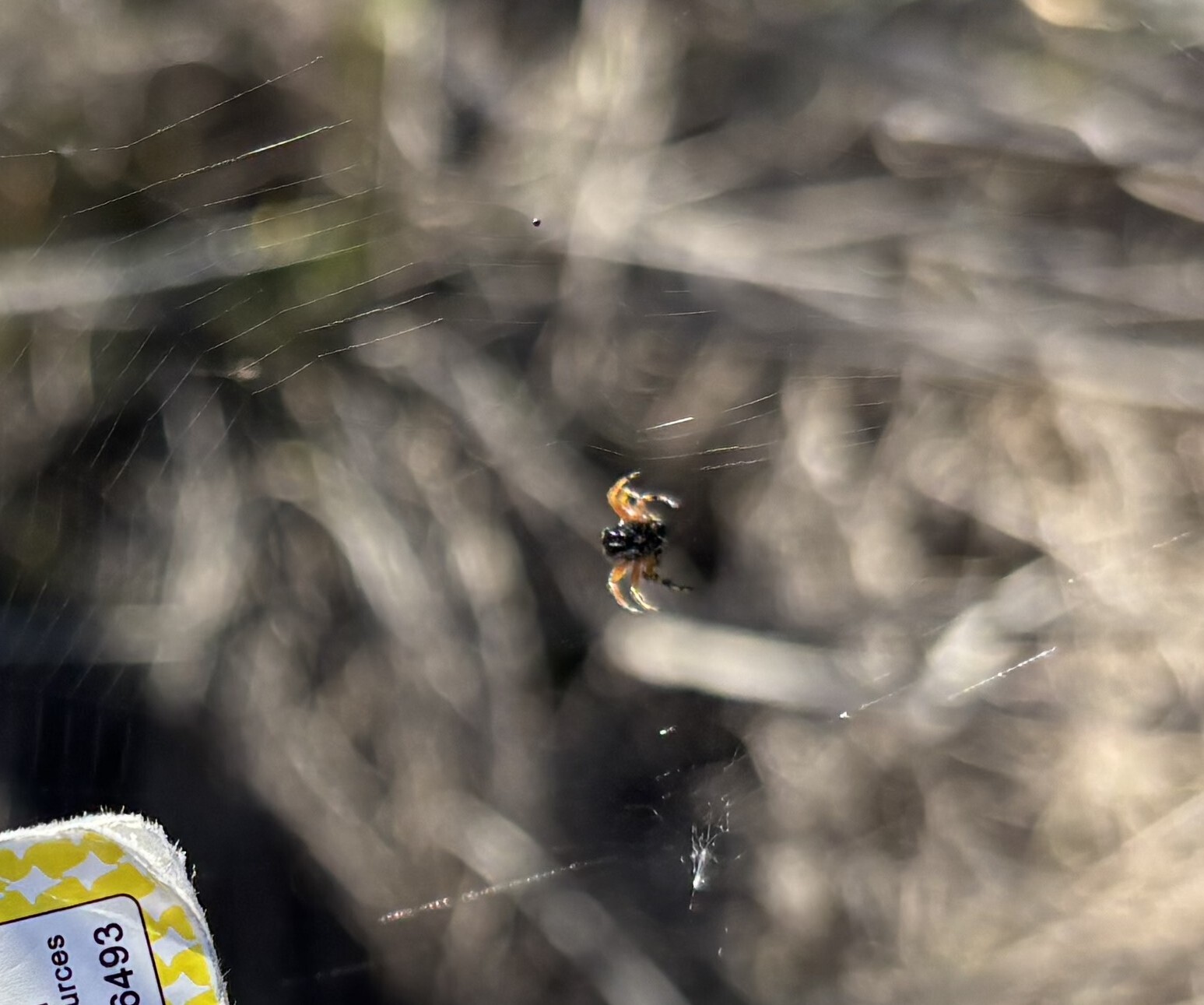Austracantha minax (Thorell, 1859)