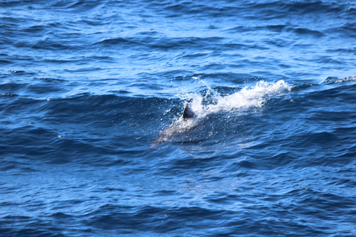 photo of Pacific White-sided Dolphin (Lagenorhynchus obliquidens)