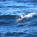 photo of Pacific White-sided Dolphin (Lagenorhynchus obliquidens)