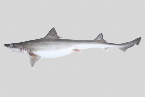 Gummy dogfish (Mustelus manazo) — Triakidae