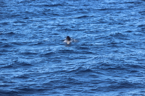 photo of California Sea Lion (Zalophus californianus)