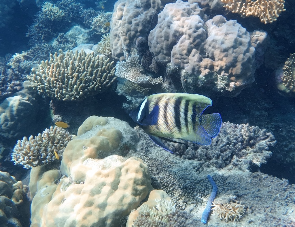 Sixbar angelfish (Pomacanthus sexstriatus) — Pomacanthidae