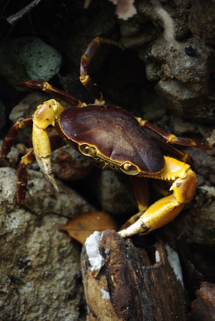 River crab