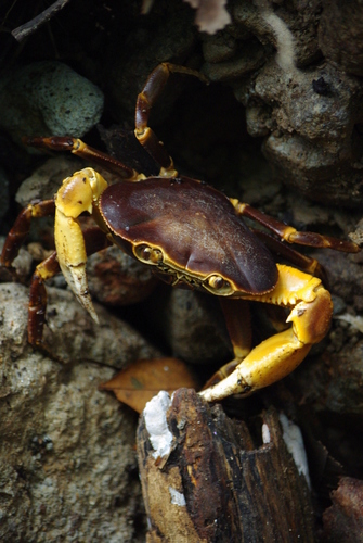 River crab