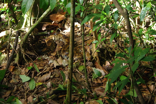 Santa Lucía Boa Constrictor