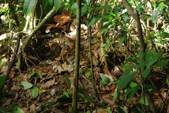 Saint Lucia Boa photo 2