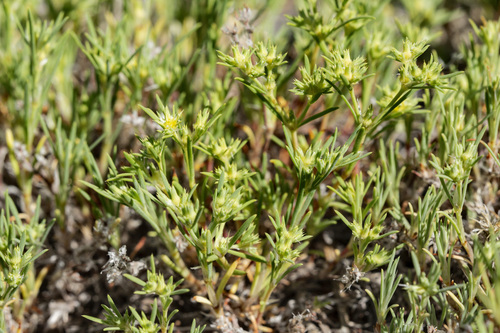 spreading nailwort (Paronychia depressa)