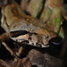 Santa Lucía Boa Constrictor - Photo (c) Edward Bell, some rights reserved (CC BY), uploaded by Edward Bell