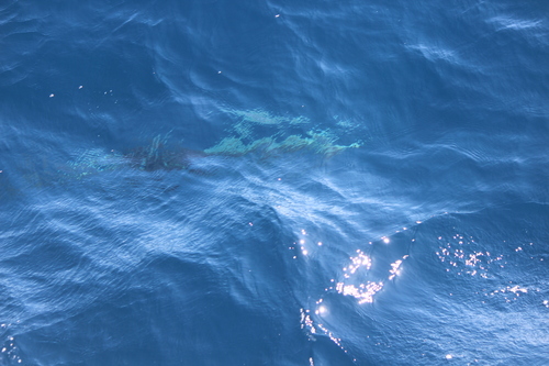 photo of Pacific White-sided Dolphin (Lagenorhynchus obliquidens)