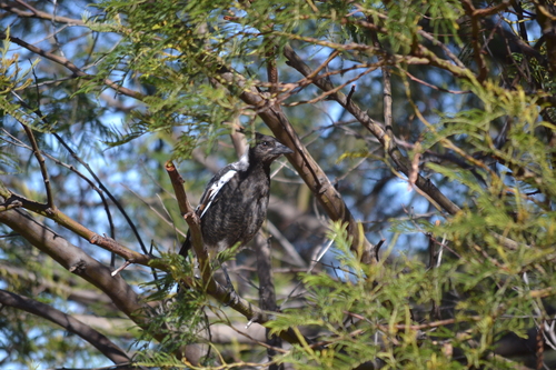 Australian Magpie (Gymnorhina tibicen), photo 5