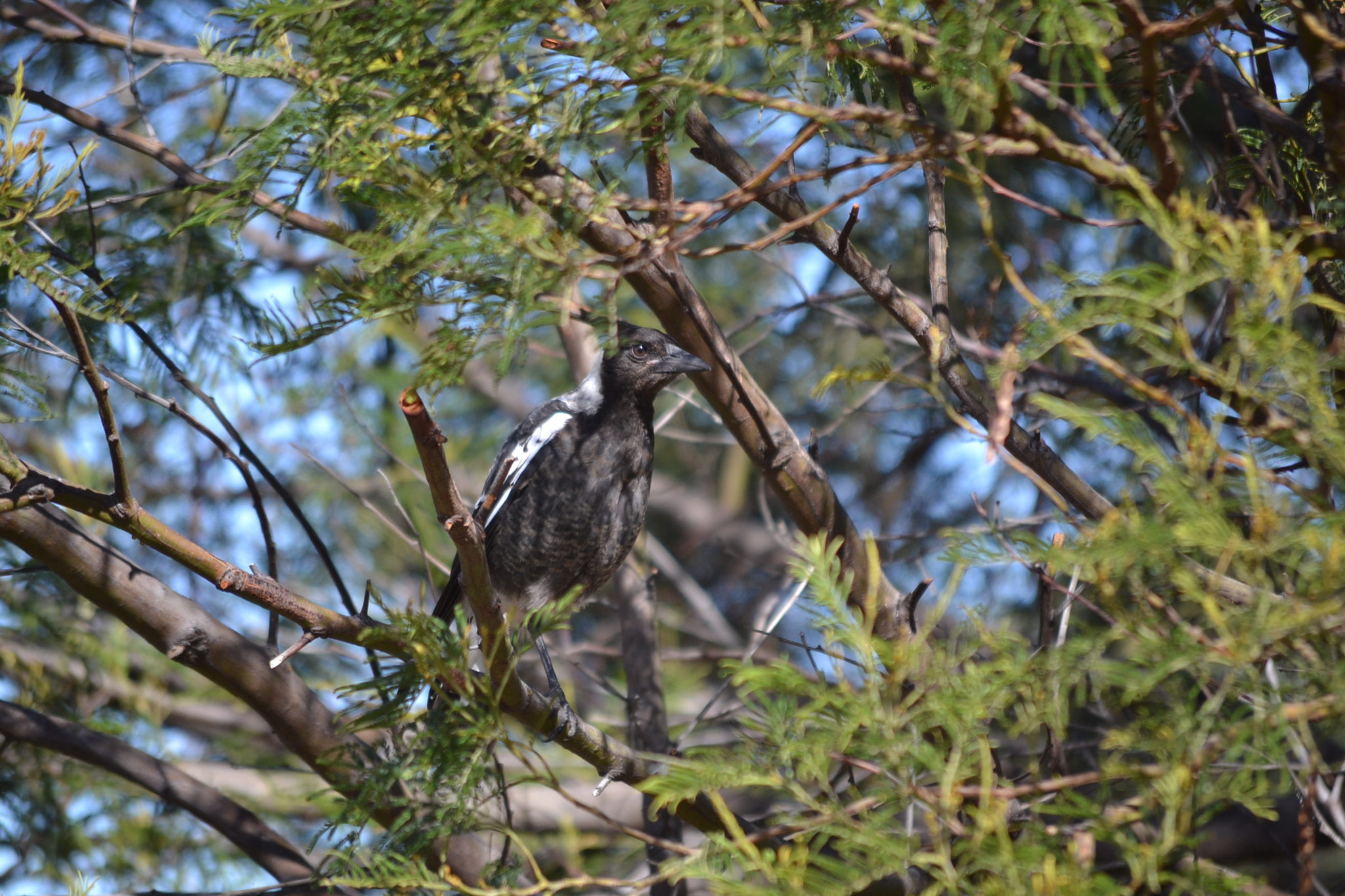 Australian Magpie (Gymnorhina tibicen), photo 10