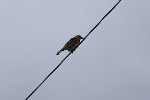 Australasian Figbird (Sphecotheres vieilloti)