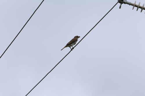 Australasian Figbird (Sphecotheres vieilloti), photo 2