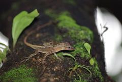 Anolis luciae