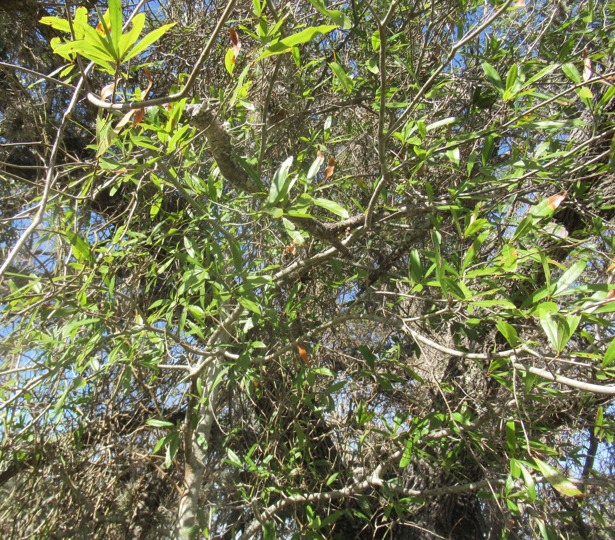 Willow Oak (Quercus phellos)