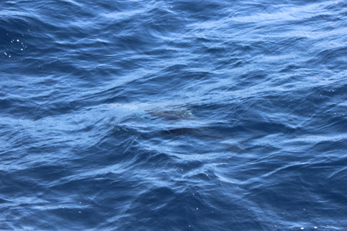 photo of Pacific White-sided Dolphin (Lagenorhynchus obliquidens)