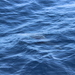 photo of Pacific White-sided Dolphin (Lagenorhynchus obliquidens)