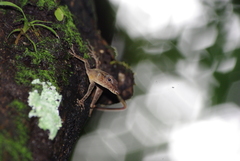 Anolis luciae
