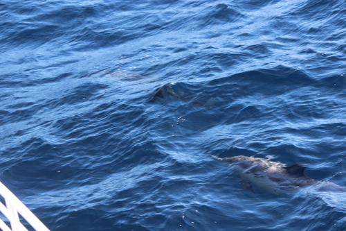 photo of Common Dolphins (Delphinus)