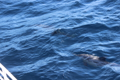 Delphinus delphis