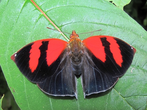 Red-striped Leafwing