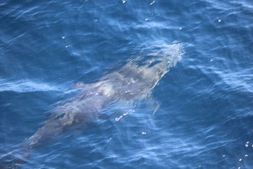 photo of Common Dolphins (Delphinus)