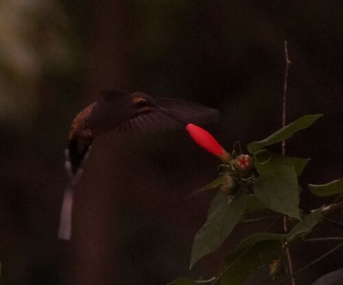 Mexican Hermit (Phaethornis mexicanus), photo 2