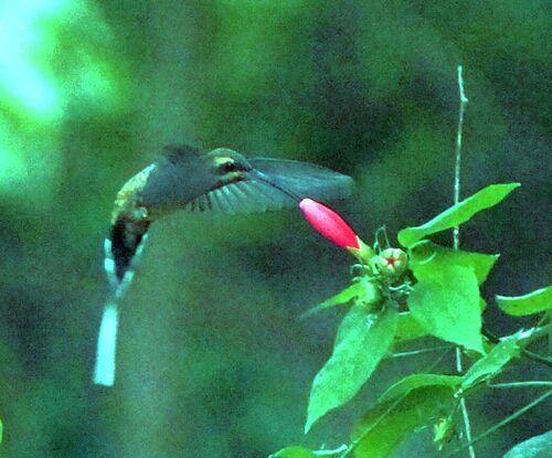 Mexican Hermit (Phaethornis mexicanus)