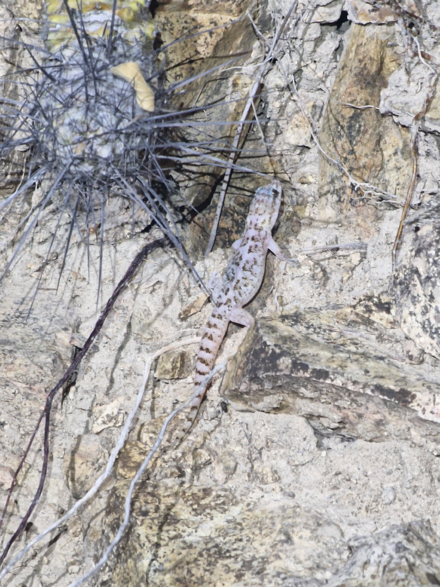Phyllodactylus unctus (Cope, 1863)