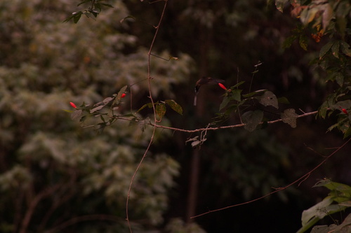 Mexican Hermit (Phaethornis mexicanus), photo 6
