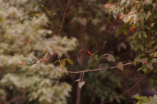 Mexican Hermit (Phaethornis mexicanus), photo 8