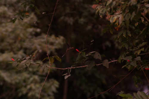 Mexican Hermit (Phaethornis mexicanus), photo 7