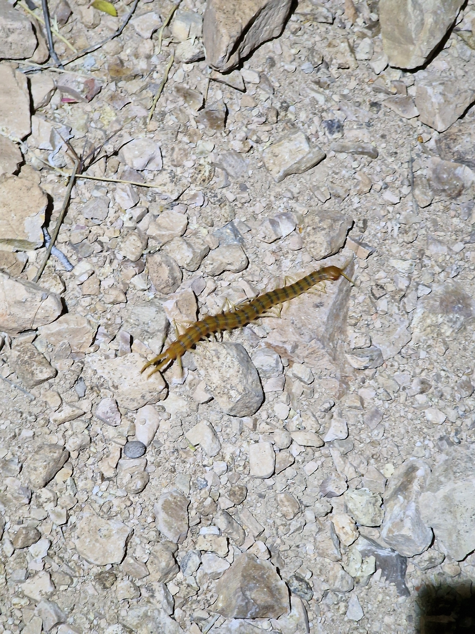 Scolopendra polymorpha Wood, 1861