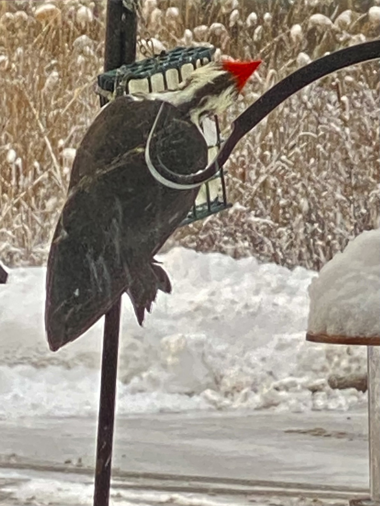 Pileated Woodpecker (Dryocopus pileatus), photo 4