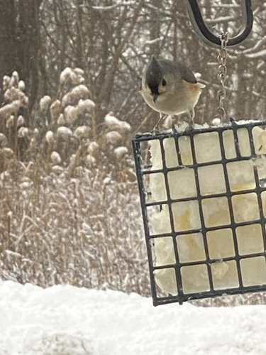 Tufted Titmouse (Baeolophus bicolor), photo 6