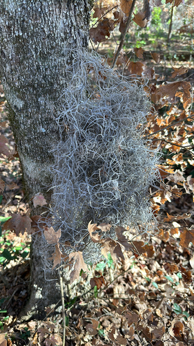 Spanish moss