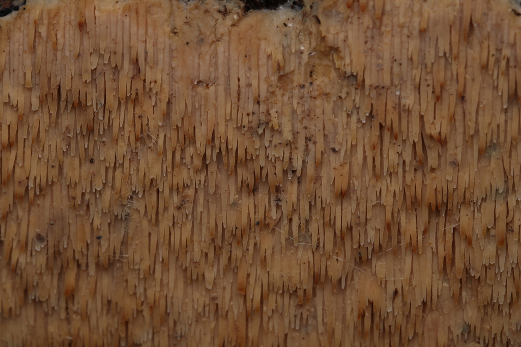 Radulomyces copelandii · December 2025 · photo: © daksu (iNaturalist, cc-by)