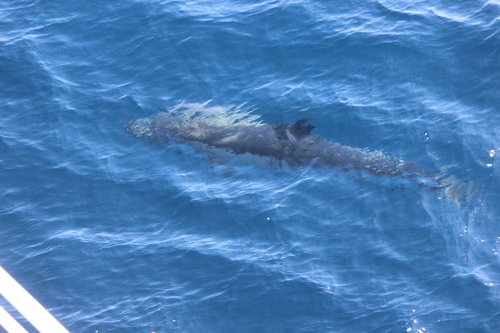 photo of Common Dolphins (Delphinus)