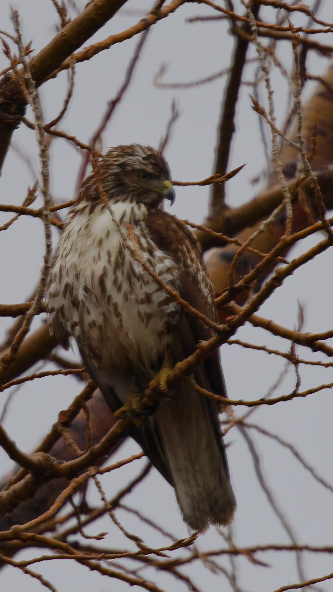 Red-tailed Hawk (Buteo jamaicensis), photo 8