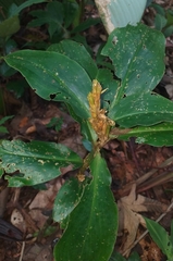 Chamaecostus lanceolatus