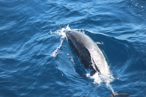 photo of Common Dolphins (Delphinus)