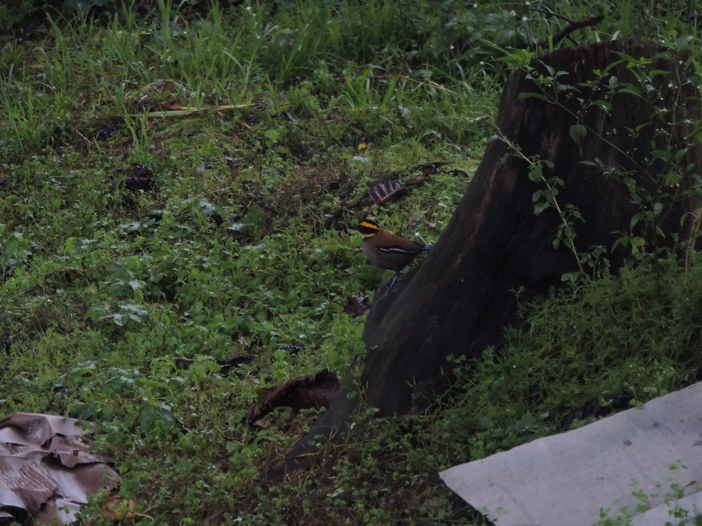 Banded Pitta (Pitta guajana)