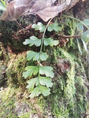 Asplenium praemorsum