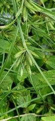 Cyperus bipartitus