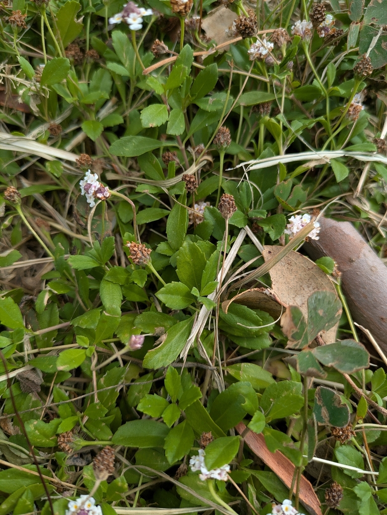 Dây lức – Phyla nodiflora