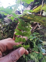 Asplenium praemorsum