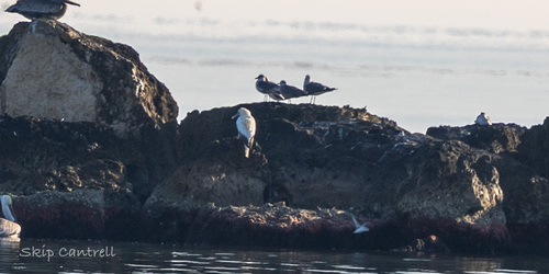 Red-footed Booby (Sula sula)