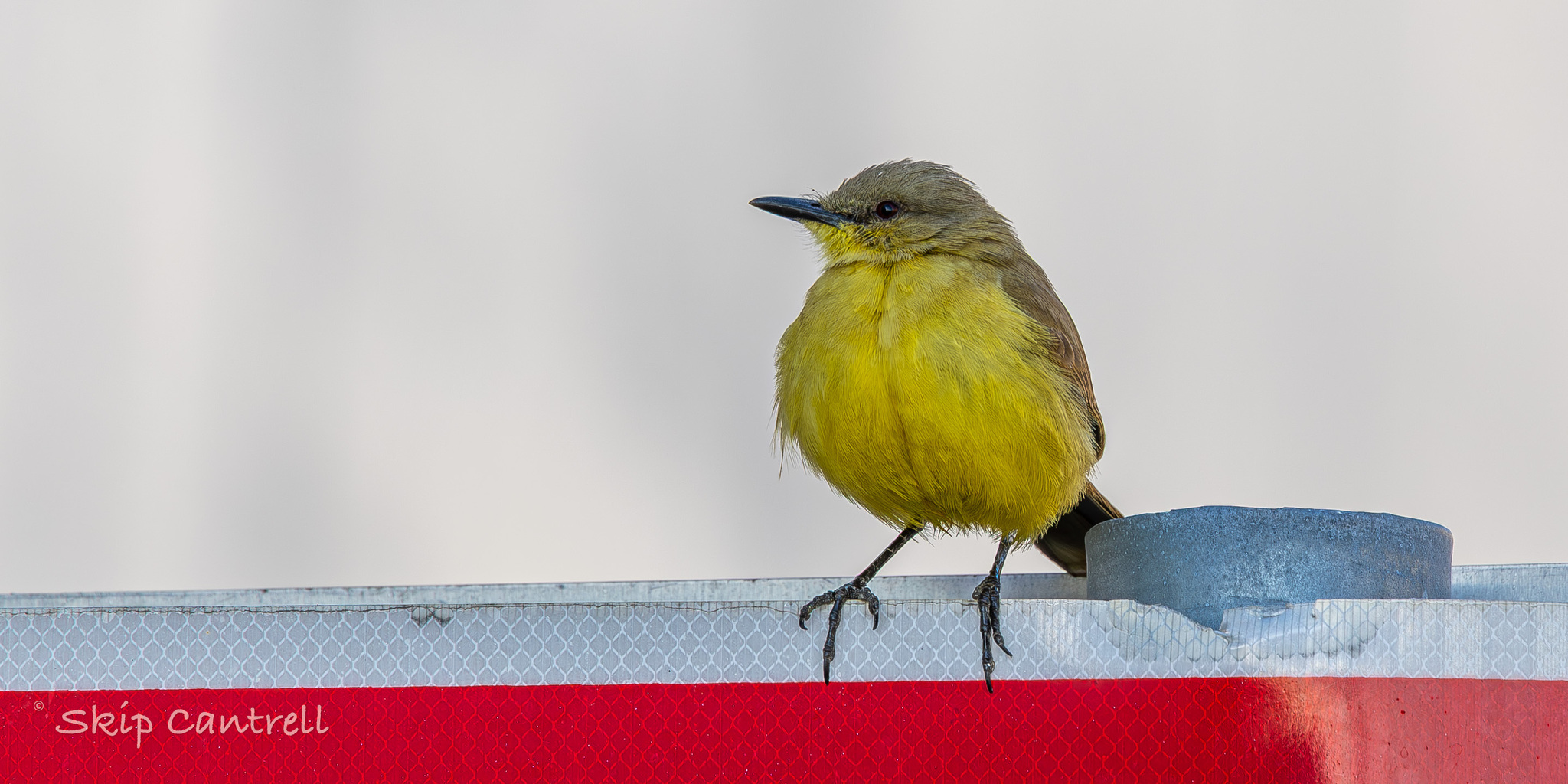 Cattle Tyrant (Machetornis rixosa), photo 3