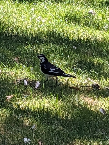 Magpie-lark (Grallina cyanoleuca), photo 4